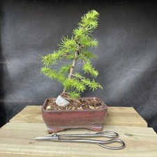 Larch Bonsai Tree Over Rock