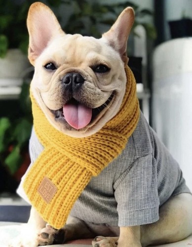 Job lot wholesale dog - job,