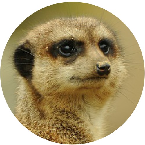 Meerkat cute car tax - car,