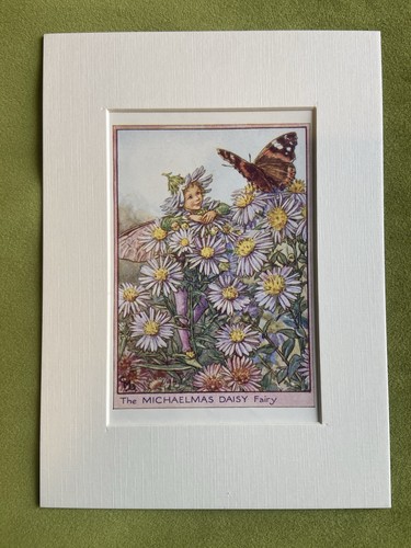 Michaelmas daisy flower - ‘michaelmas, daisy’