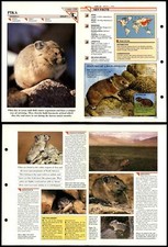 Pika #159 Mammals Wildlife