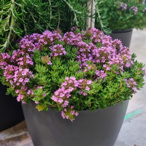 Thymus rose plug plants