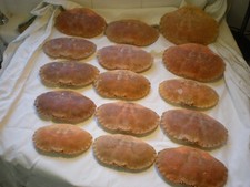 15 whole Brown Crab shells –