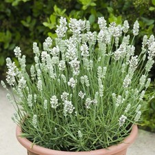 Lavender plug plants fragrant