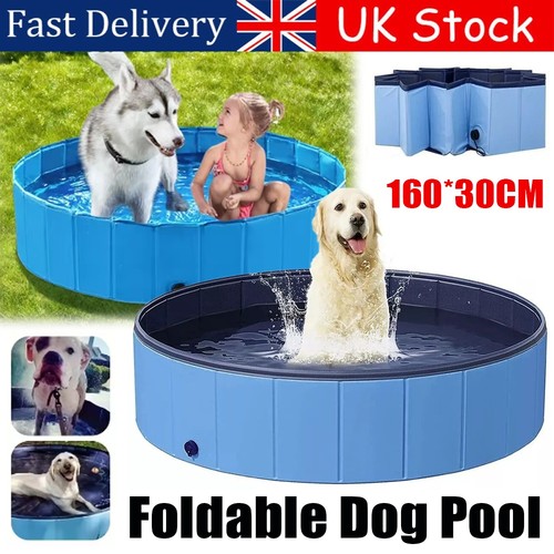 Large dog pet - swimming, pool
