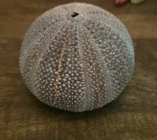 Large Purple Sea Urchin Shell