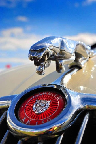 Jaguar car leaping - leaping, leaper