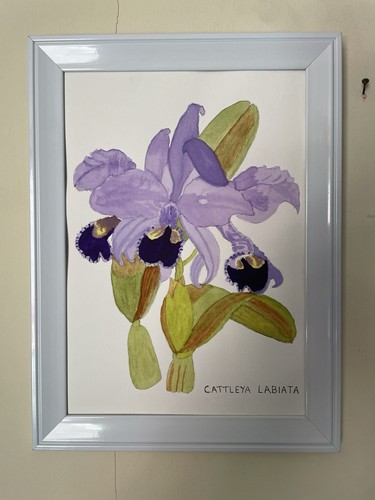 Orchid flower cattleya - flower, “cattleya