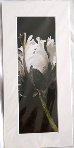 Pair monchrome tulip - of,