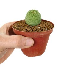 Trichocaulon cactiformis