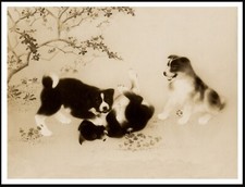 Akita Puppies at Play A4 Dog