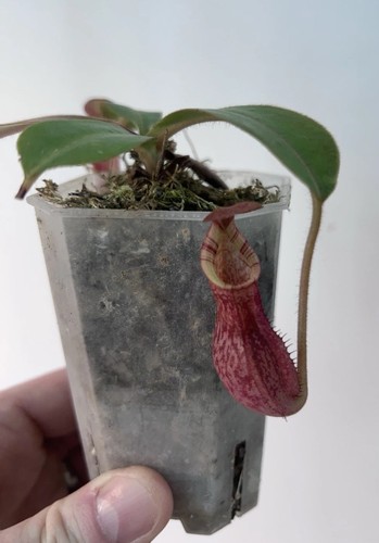 Nepenthes spectabilis - nepenthes,