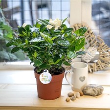 SCENTED FRAGRANCE GARDENIA