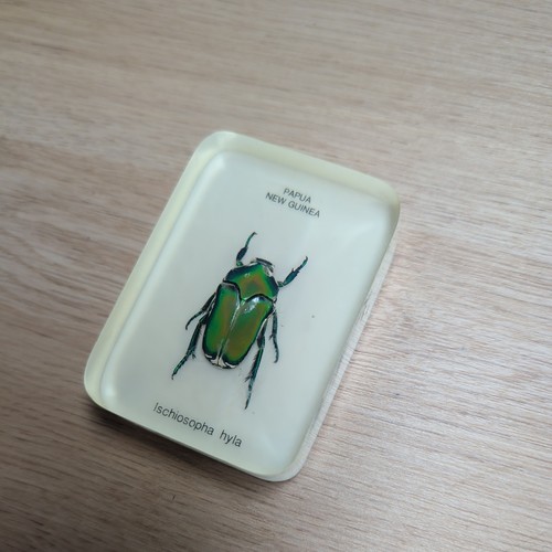 Ischiosopha hyla beetle - ischiosopha,