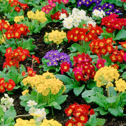 Polyanthus mixed colourful - polyanthus, |