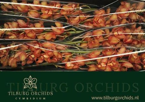 Farm fresh orchid cymbidium - fresh, t