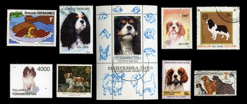 Cavalier king charles spaniel - cavalier,