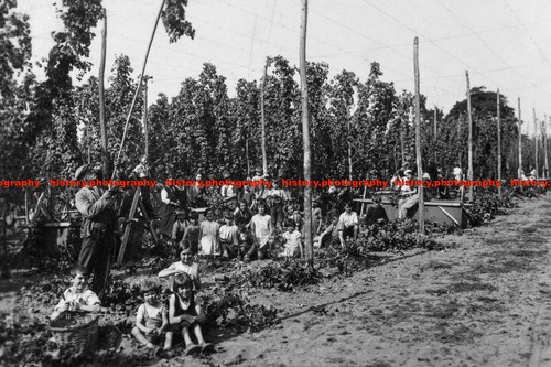 F006644 kent west - kent, hop
