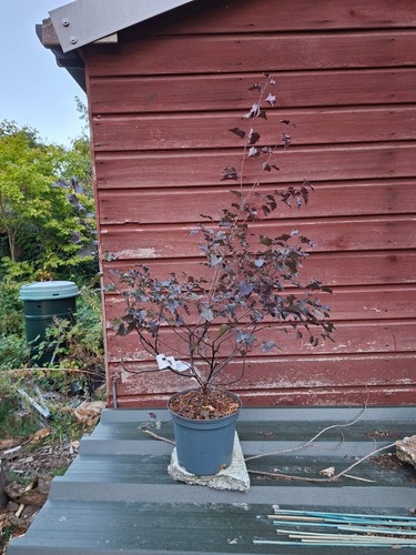 Betula pendula royal frost - betula,