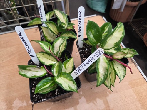 Hoya carnosa trocolour - hoya,