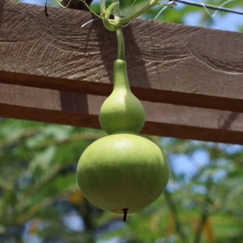 Gourd birdhouse 3 - gourd, –