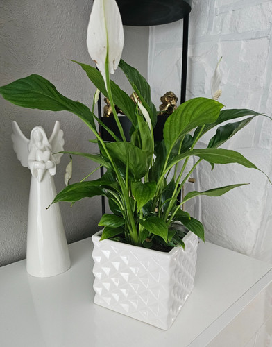 White ceramic flower - white, pot