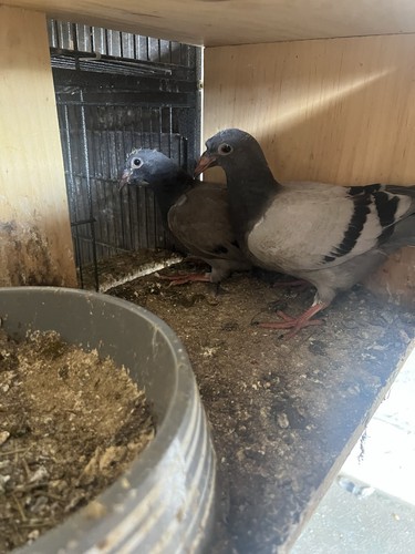 20pcs solid simulation pigeon - 20pcs,