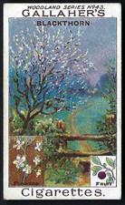 GALLAHER - WOODLAND TREES