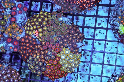Zoanthid combo rock colony - combo,