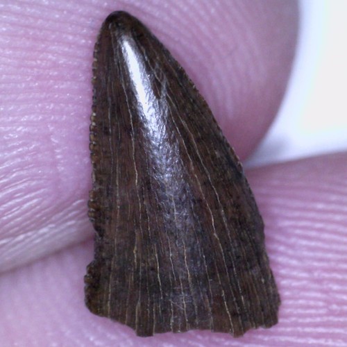 Tyrannosaur dinosaur fossil - dinosaur,