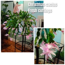 5 Pink Christmas  Succculent