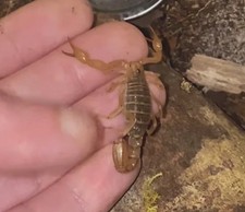(1) LIVE Captive Bred Juvenile