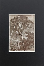 Mounted Vintage Anatomy  Repro