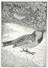 SPARROW - By Daglish - Antique Print - 1948 Woodcut / Etching of Bird, Birds