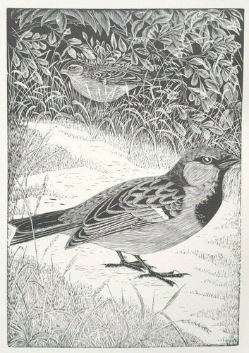 Sparrow daglish antique - by,