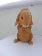 Country Artists- Honey Lop Dwarf Ear Rabbit