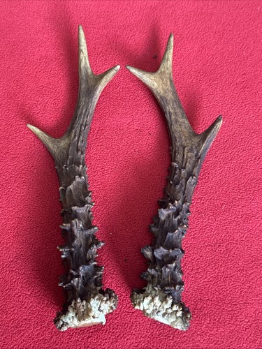 Pair roe deer antlers - roe,