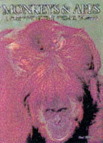 Monkeys and apes portraits of - monkeys,