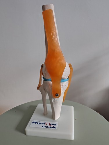 Human knee joint - human, model