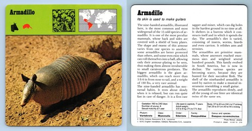 Armadillo mammals 1970 s - -,
