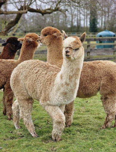 Sophie fawn huacaya alpaca - sophie's,