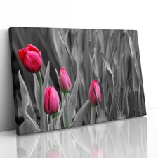 Pink Tulips in Black and White Canvas Framed Print Picture Wall Art