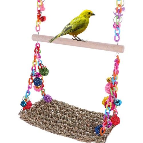 Parrot swing african - parrot,