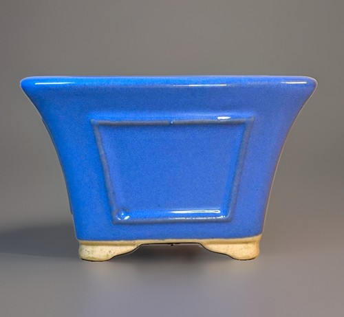 Shohin chinese bonsai blue - ,