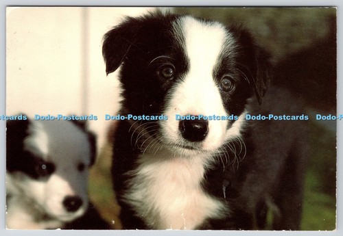 L349065 border collie pups - l349065,