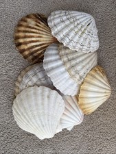 Large scallop shells - large,