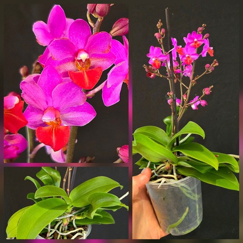Phalaenopsis table mystery 3 - phalaenopsis, "table