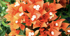Bougainvillea Fire Opal Jumbo