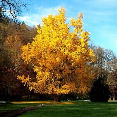 Ginkgo biloba maidenhair - ginkgo,