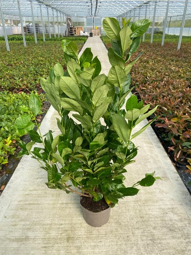 Cherry laurel hedging - 5,